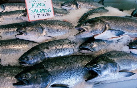 Wild Alaska King Salmon — Shoreline Wild Salmon